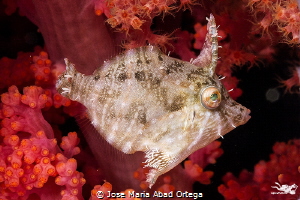 Radial leatherjacket (Acreichthys radiatus) by Jose Maria Abad Ortega 